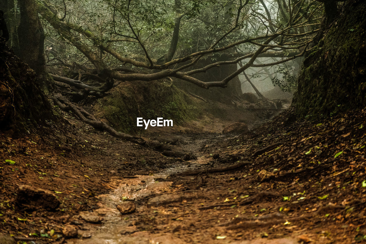 Full frame shot of tree trunks in forest