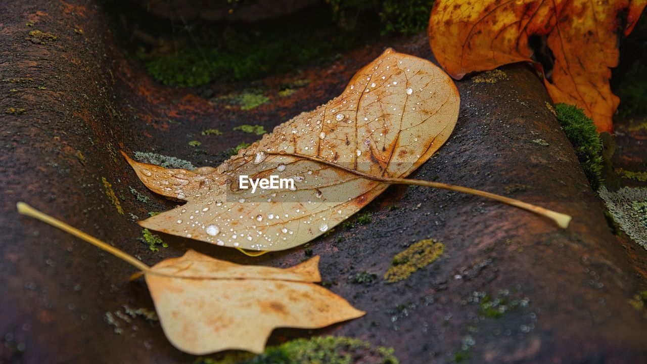 leaf, plant part, nature, tree, autumn, plant, macro photography, no people, water, wet, close-up, day, dry, outdoors, beauty in nature, falling, yellow, leaf vein, leaves, high angle view, land, forest, rain, wildlife, flower, selective focus, brown