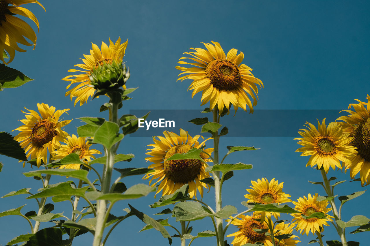 flower, plant, flowering plant, freshness, beauty in nature, yellow, growth, flower head, nature, sunflower, sky, inflorescence, no people, field, fragility, petal, blue, close-up, meadow, leaf, plant part, outdoors, clear sky, day, botany, wildflower, prairie, low angle view, green, sunlight