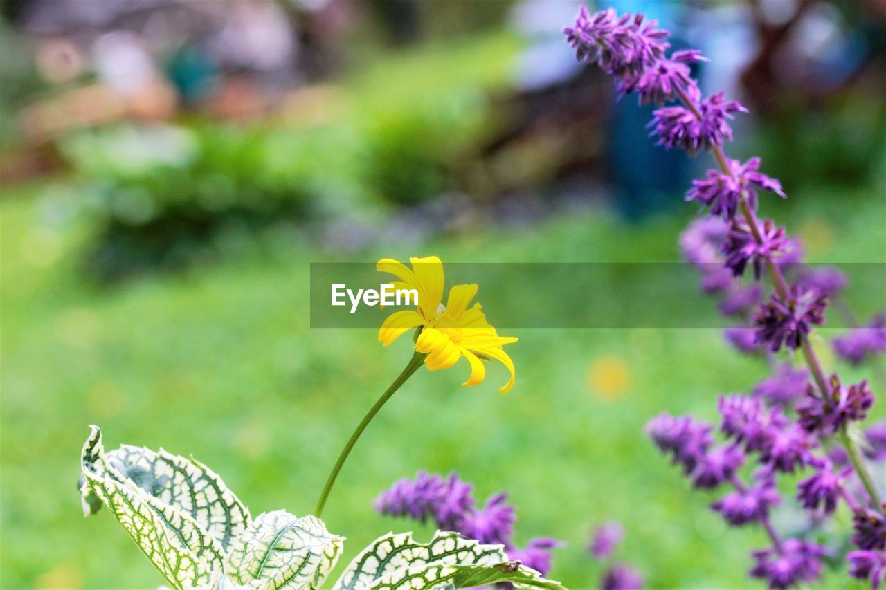 Close-up of purple flowering plants in park