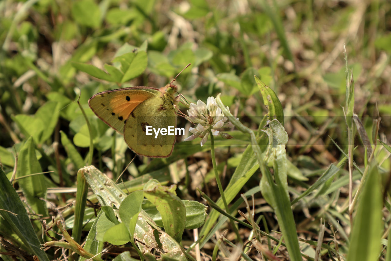 Close-up of butterfly pollinating flower