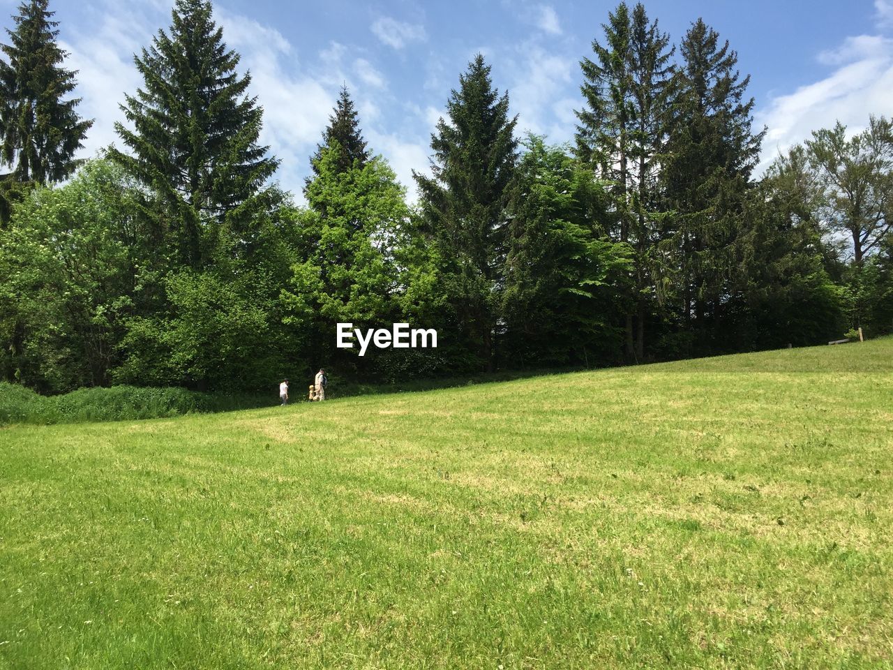 TREES ON GOLF COURSE