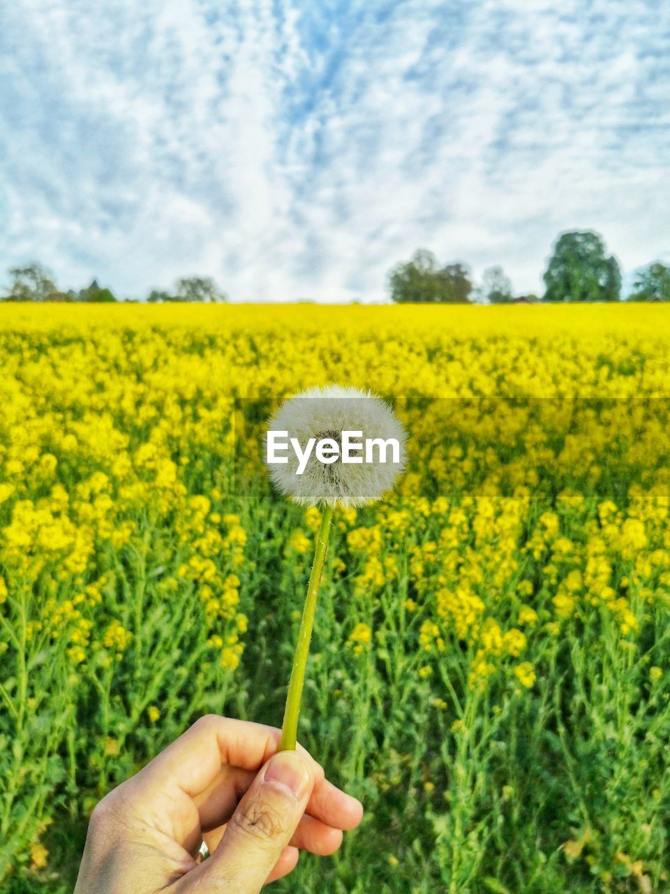 CLOSE-UP OF PERSON HAND HOLDING YELLOW FLOWERING PLANTS