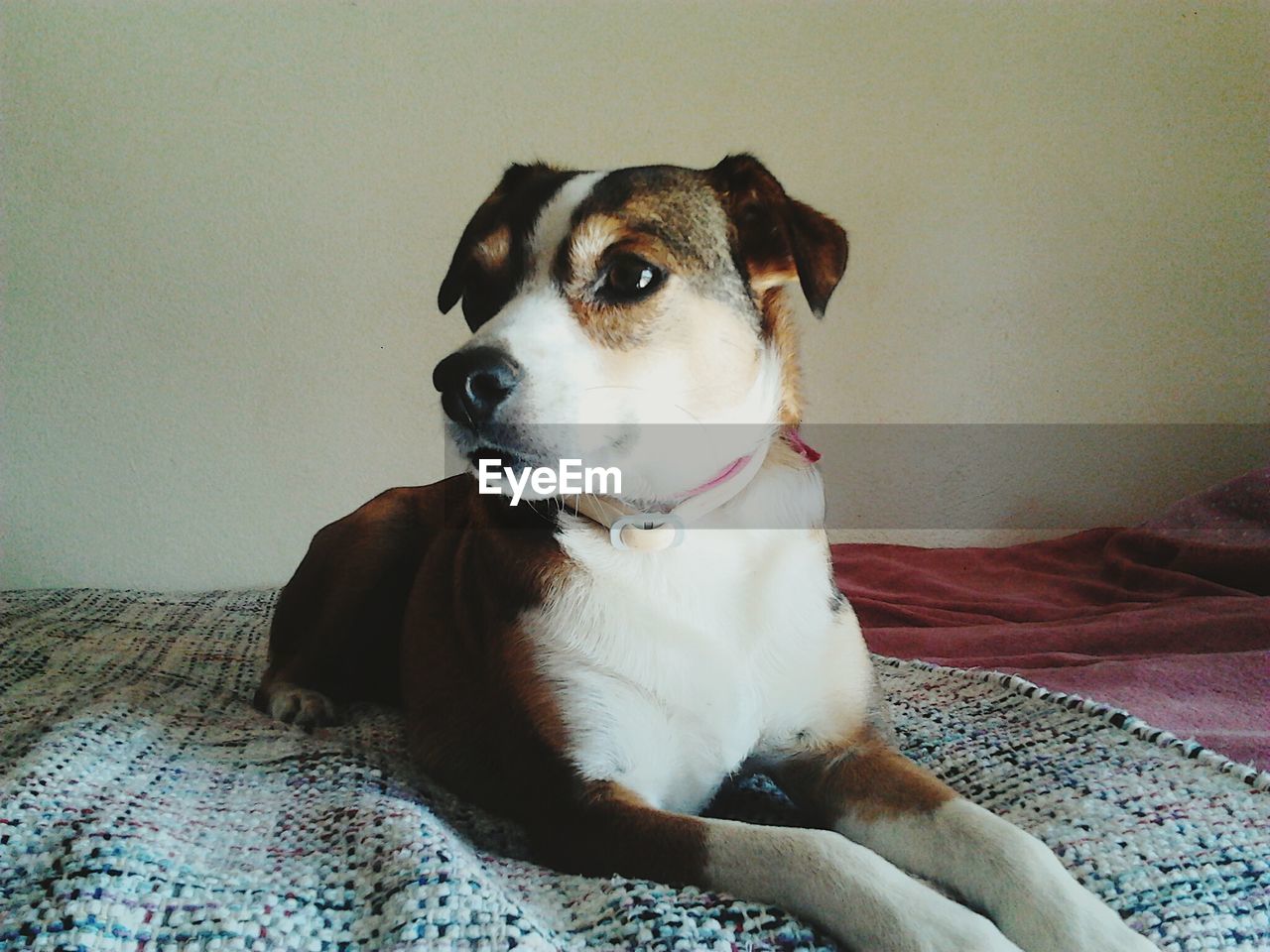 Dog relaxing on bed