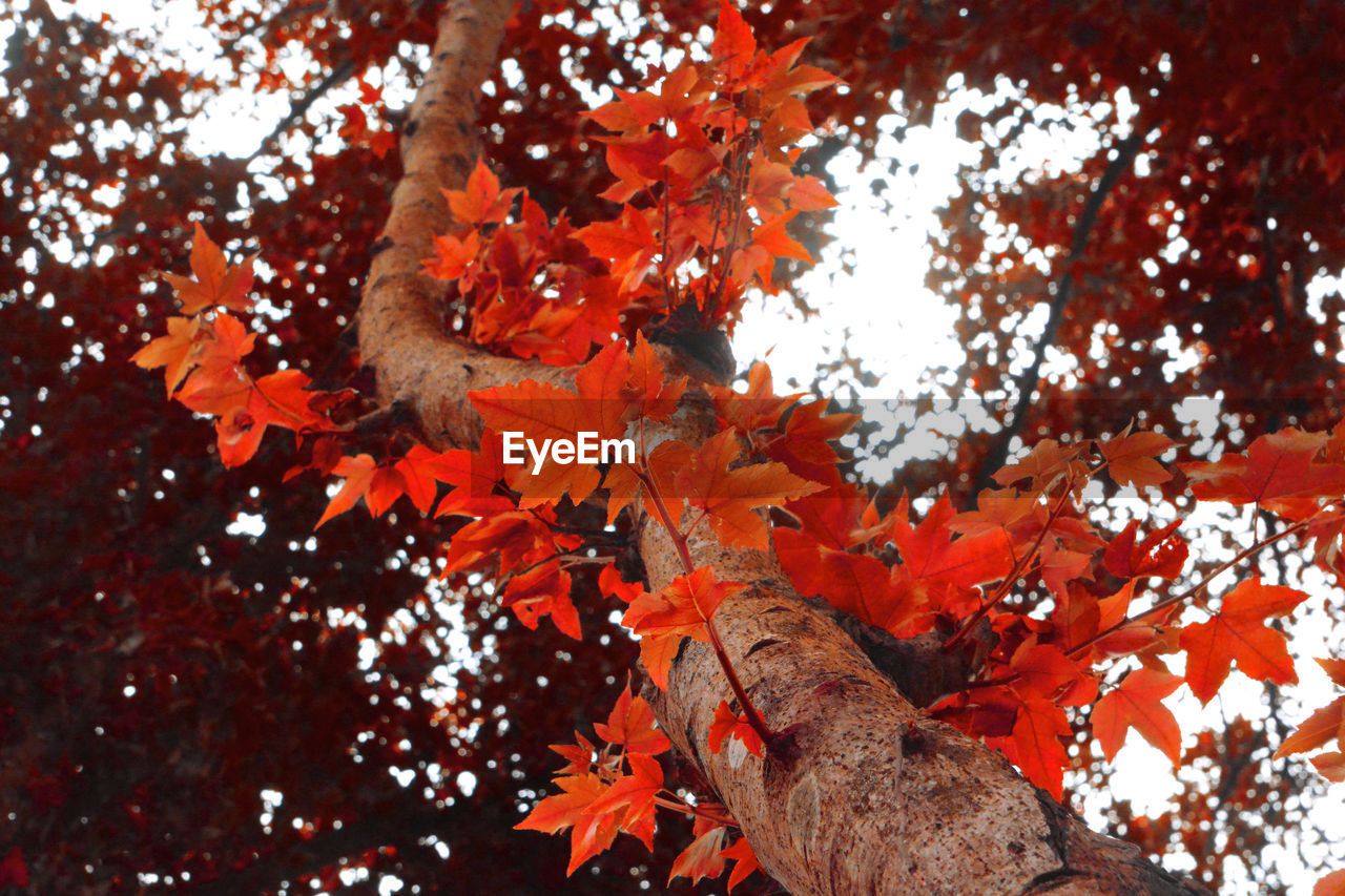 LOW ANGLE VIEW OF MAPLE LEAVES ON TREE DURING AUTUMN