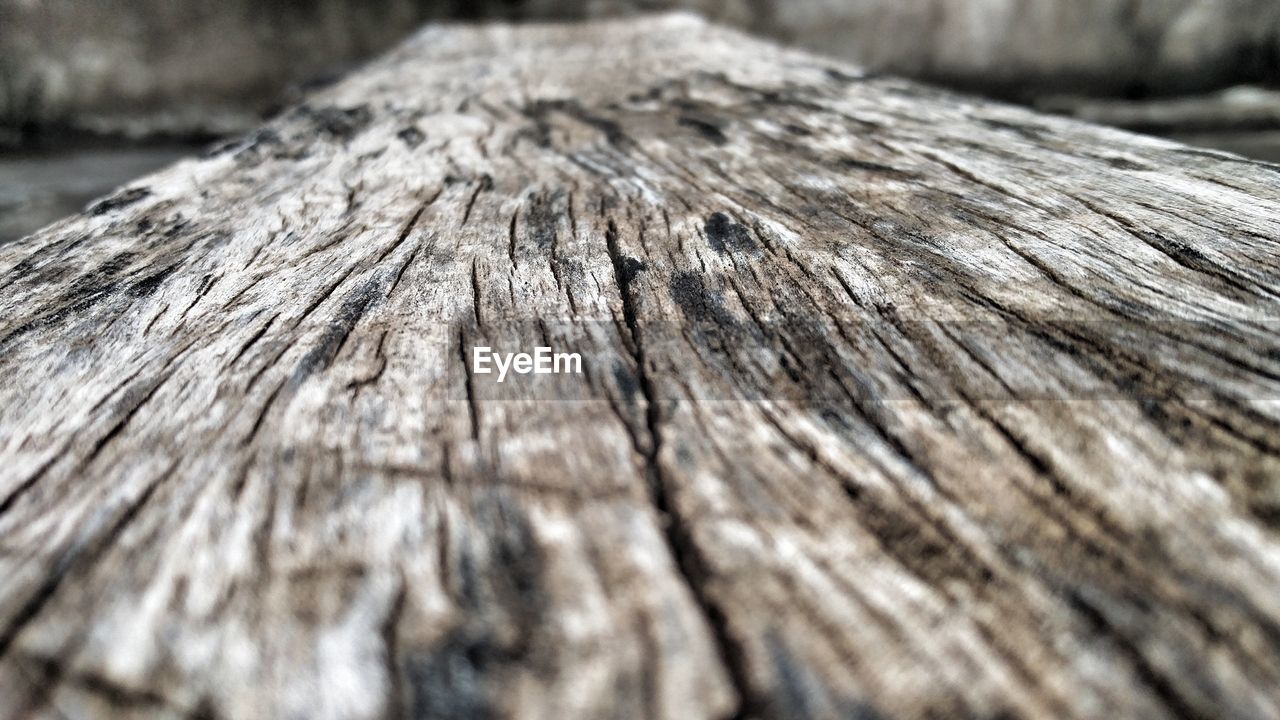CLOSE-UP OF TREE STUMP ON WOODEN PLANK