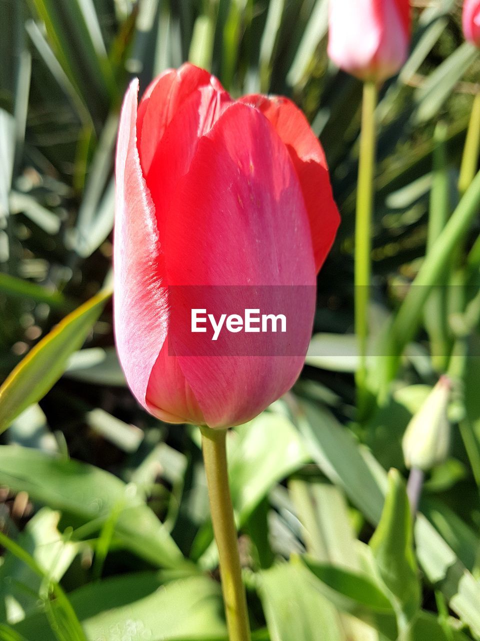CLOSE-UP OF FRESH RED TULIP BLOOMING OUTDOORS