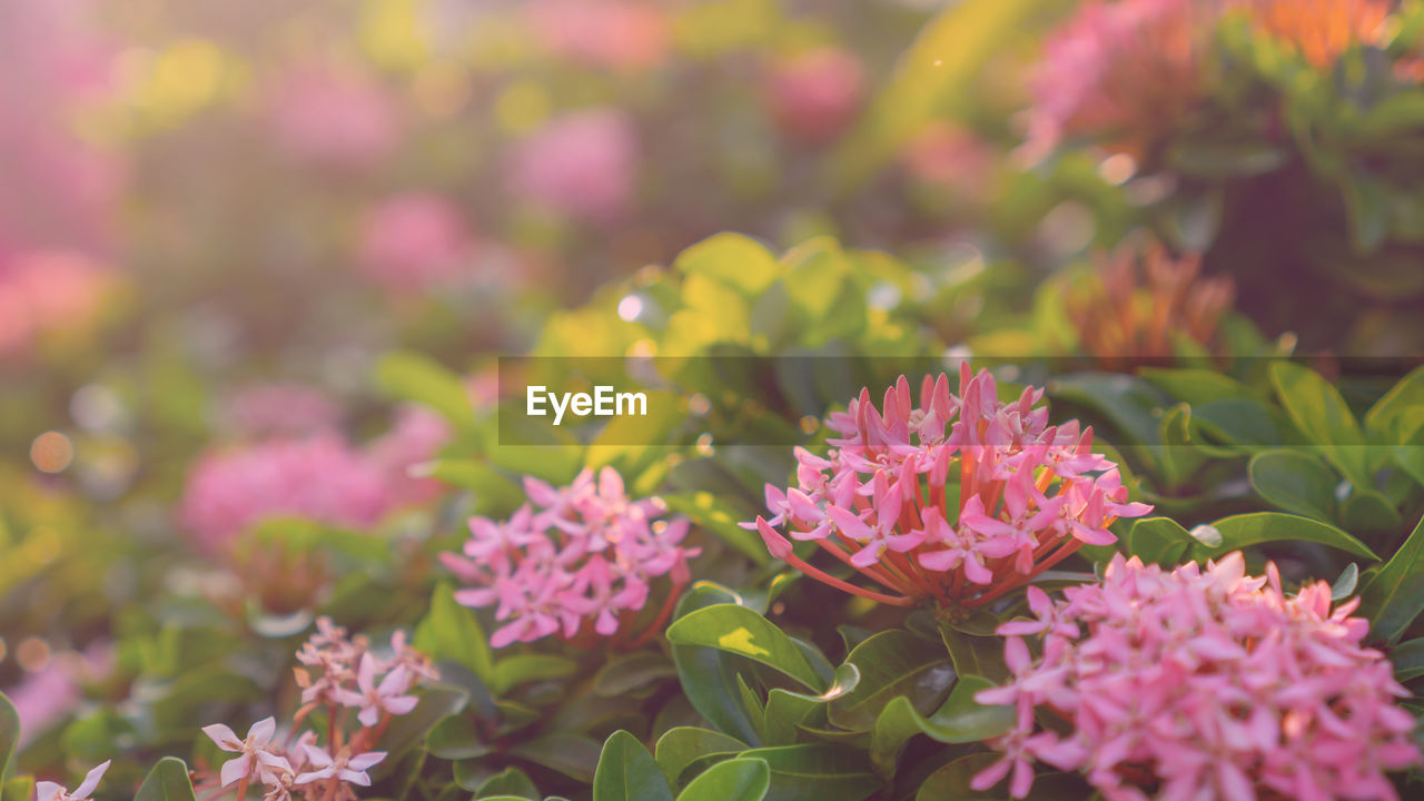 Bunches of pink color petals ixora flower plant blossom on blurry green leaves backgrounds 