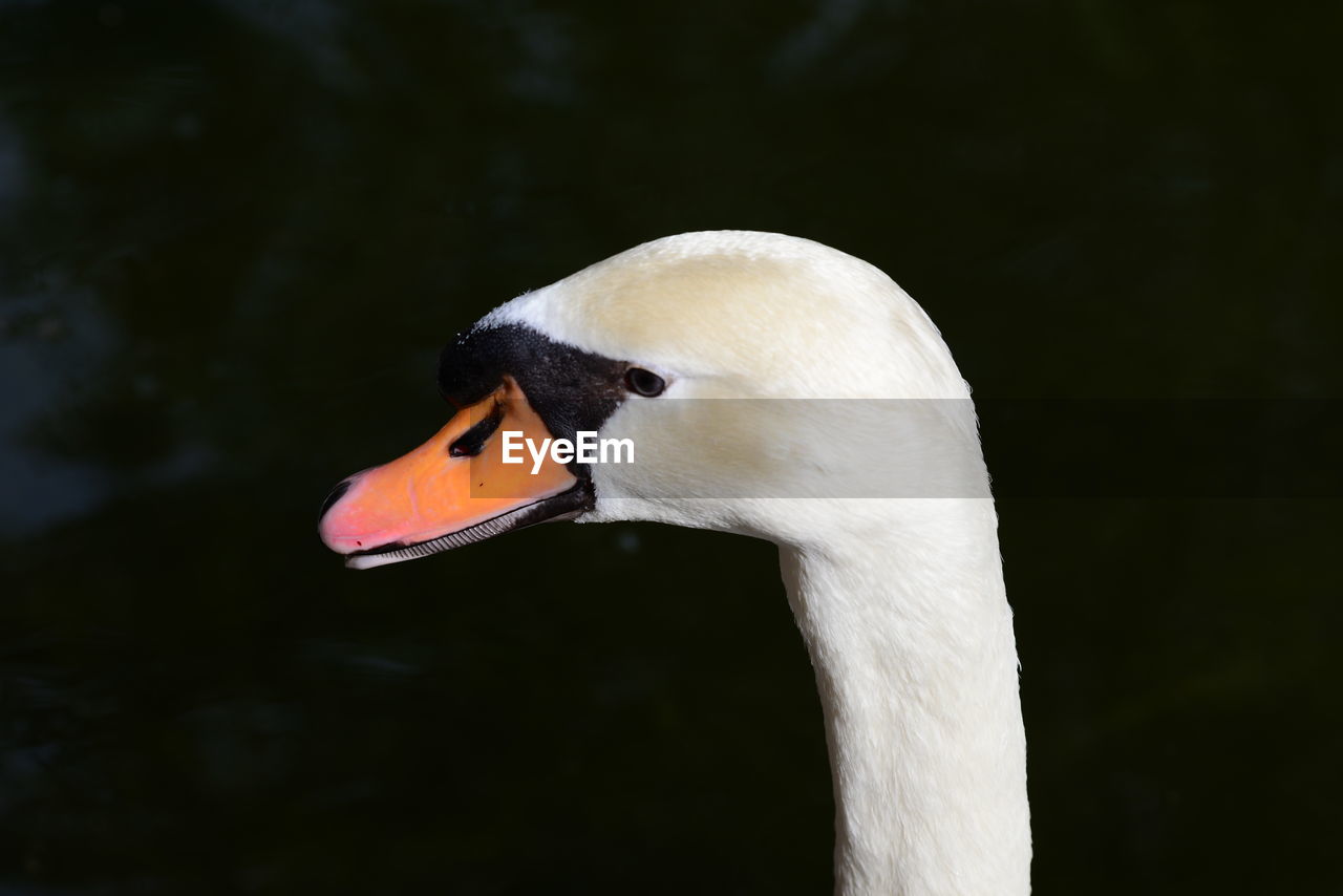 CLOSE-UP OF SWAN ON LAKE