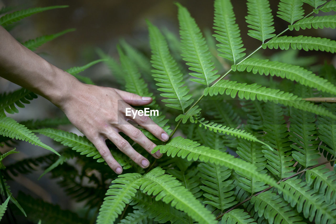 Close-up of hand touching fern leaves