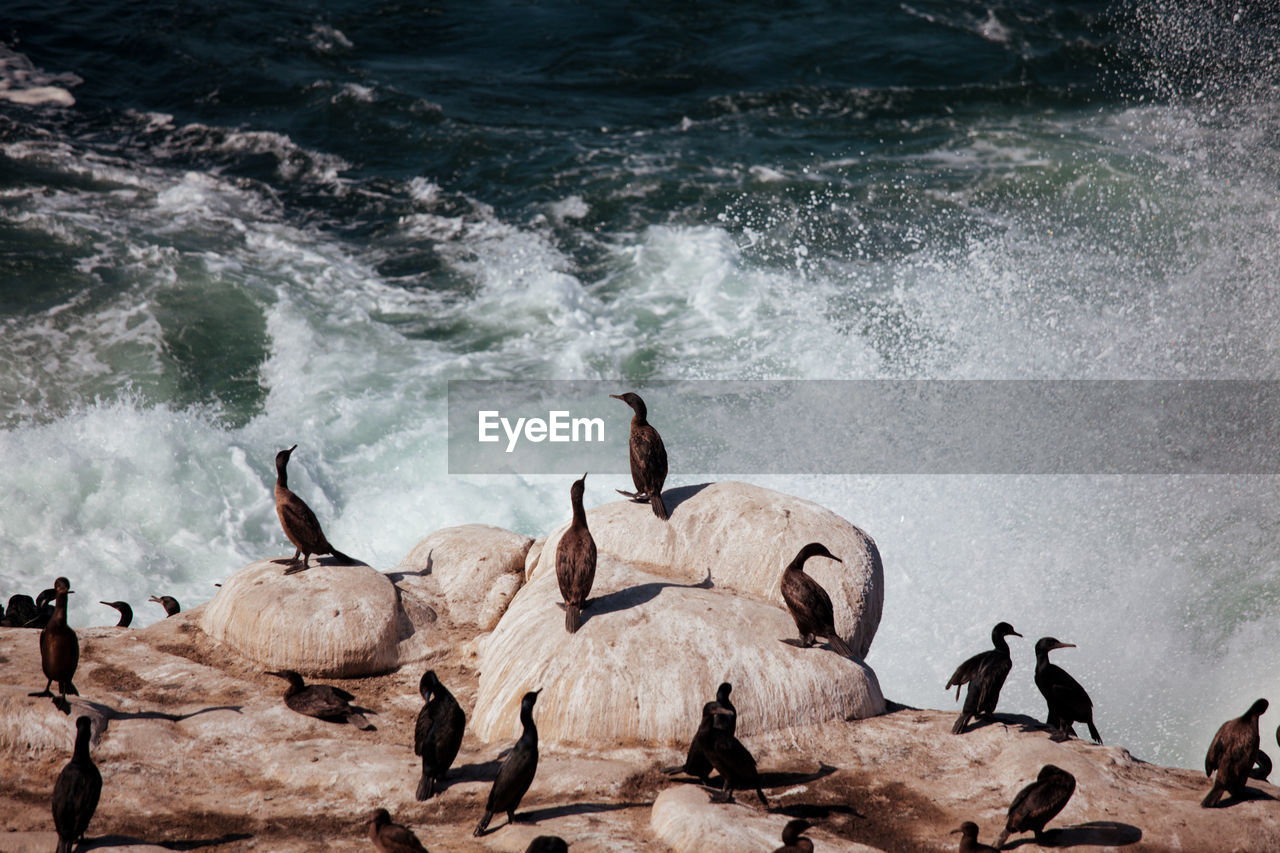 High angle view of birds on rocks in sea. la jolla beach with cormorants and pelicans