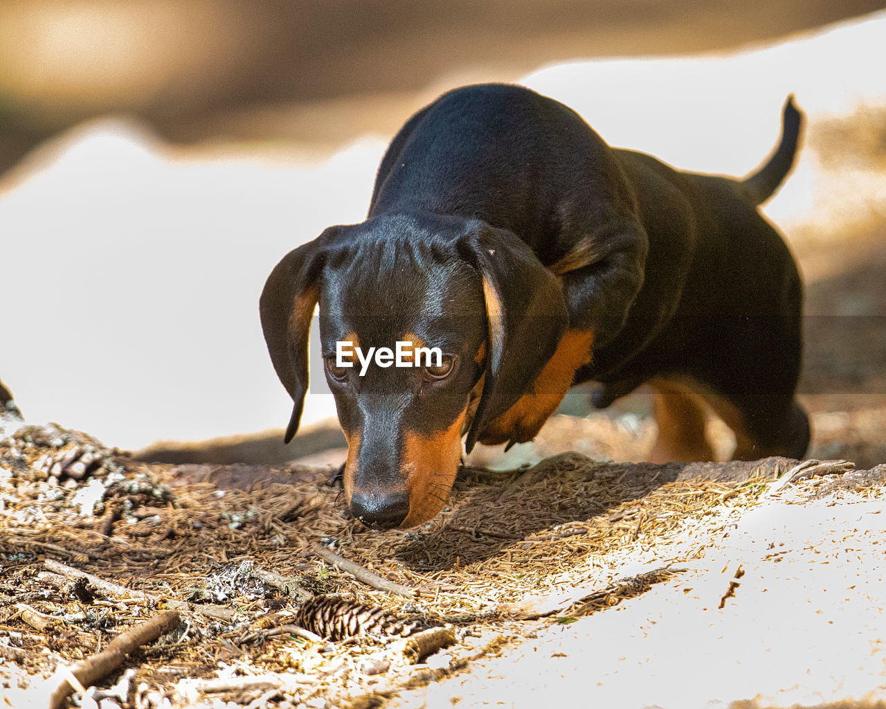 Portrait of black dog lying on land