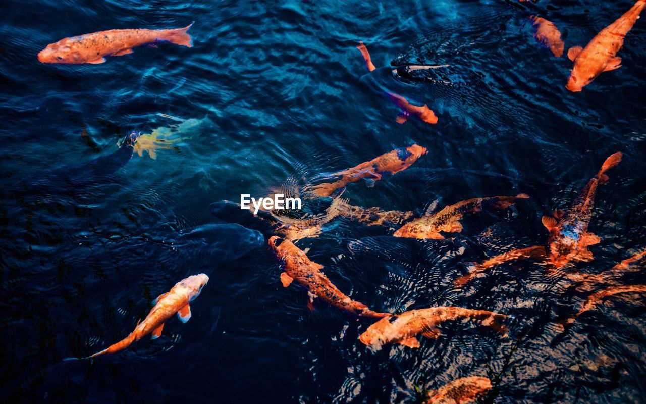 High angle view of koi carps swimming in lake