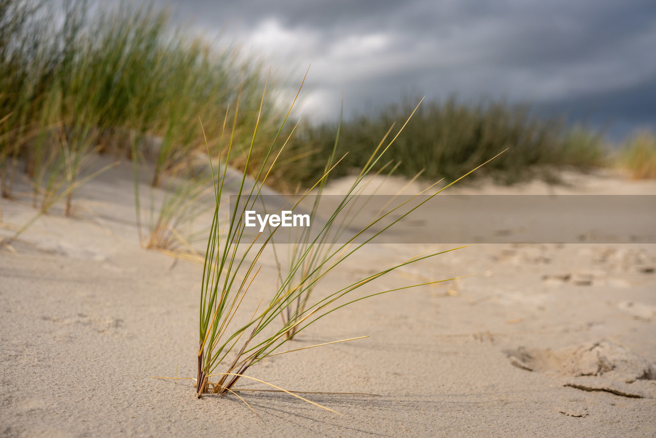 Close-up of plant on sand at beach against sky