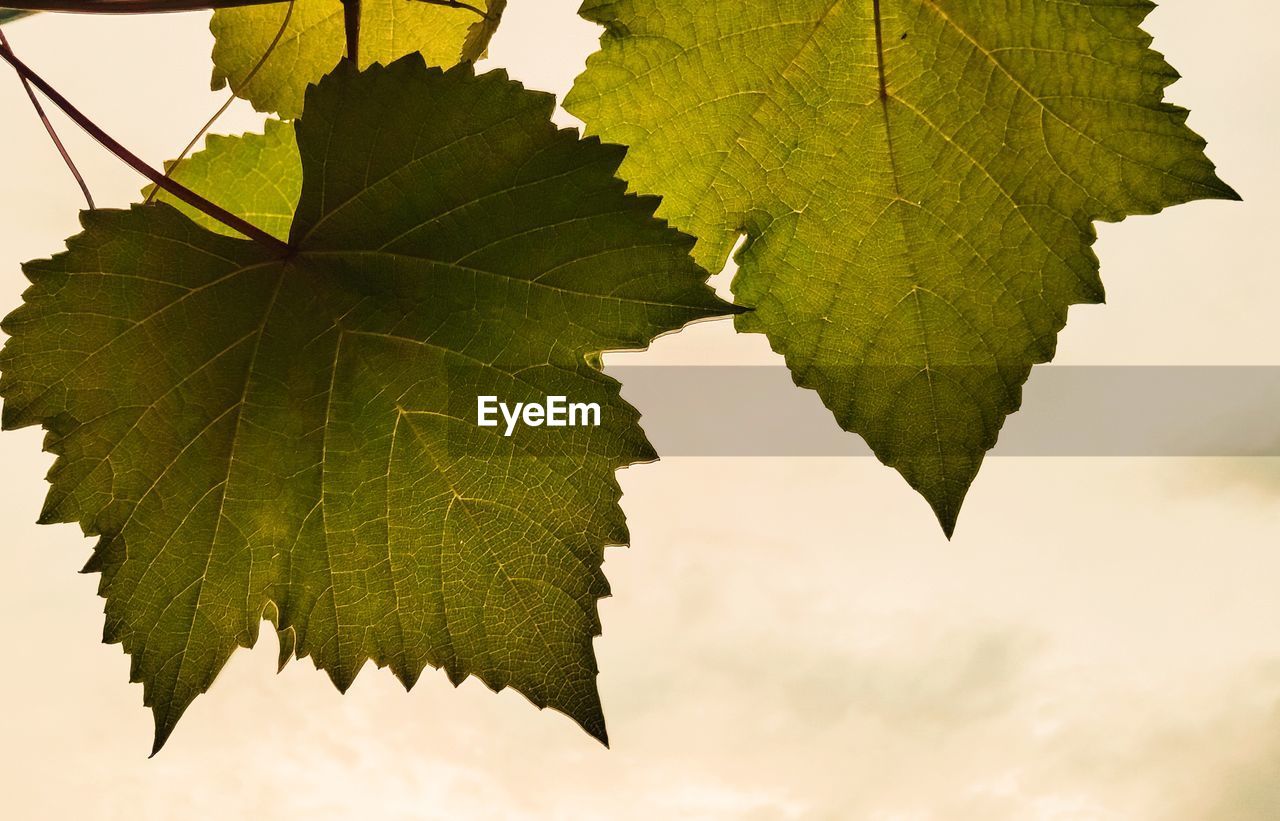 CLOSE-UP OF MAPLE LEAVES ON TREE