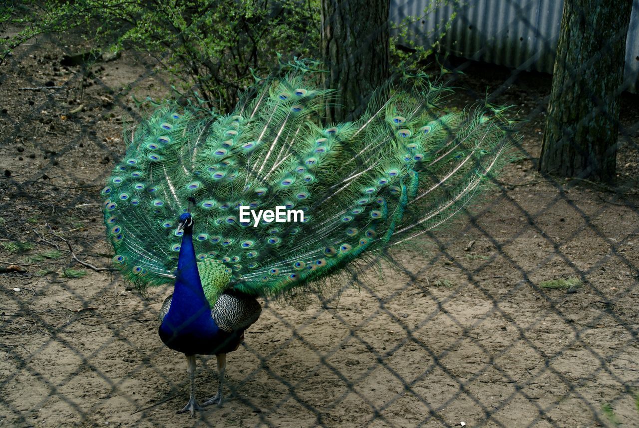 High angle view of peacock in cage at zoo