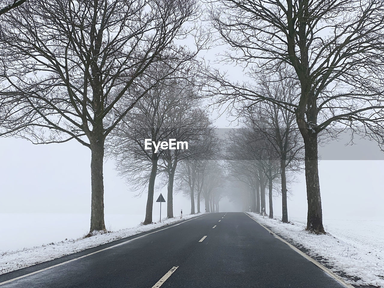 Bare trees on snow covered landscape