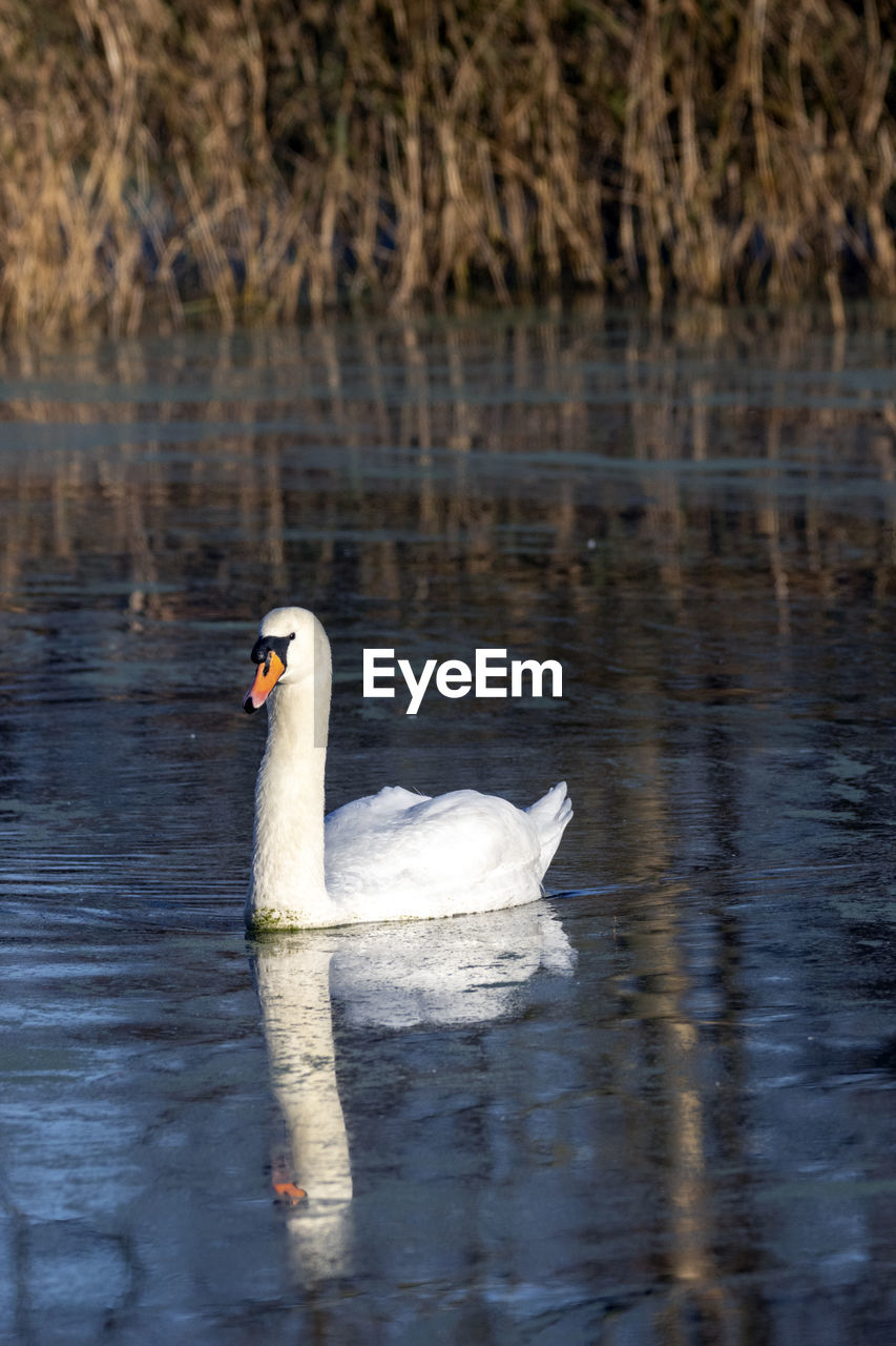 A close-up of a mute swan navigating the cold waters of magormarsh.