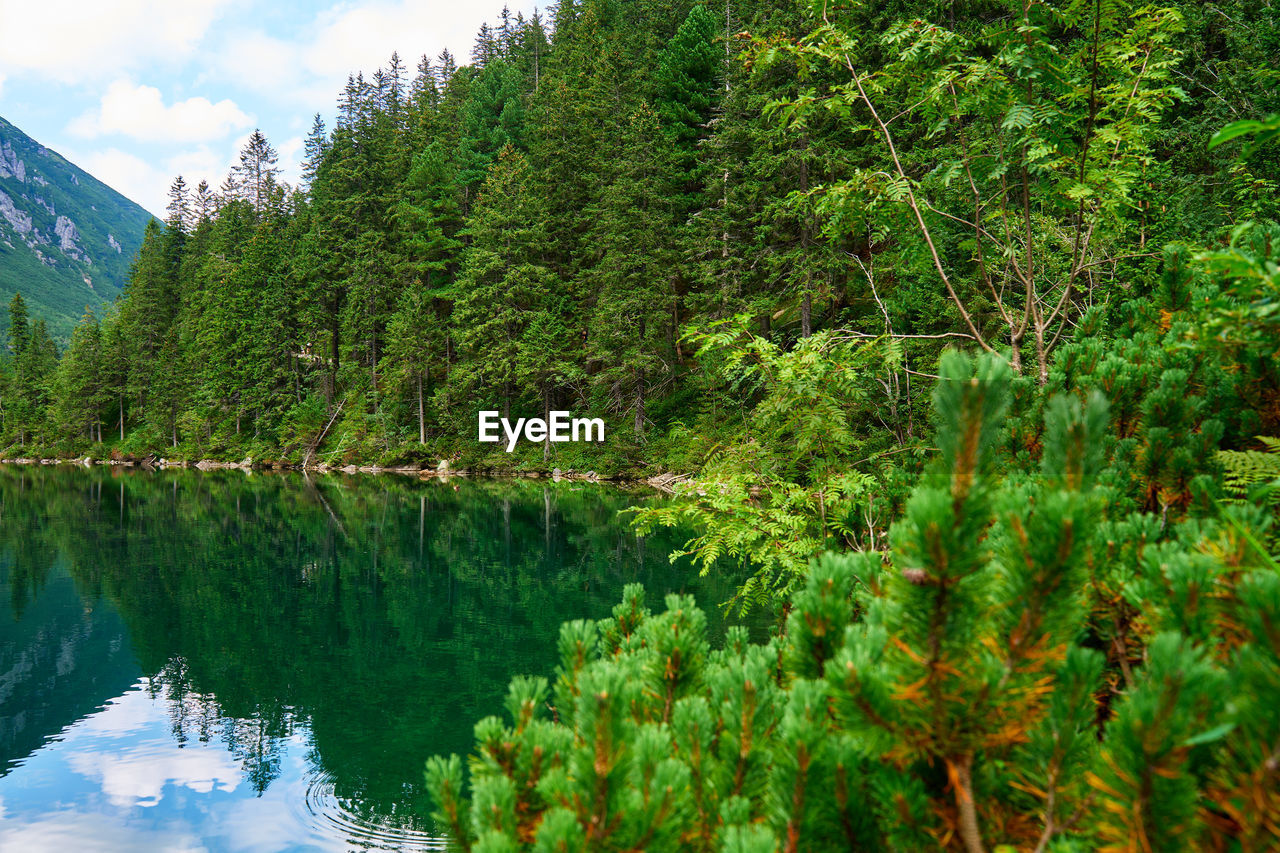 Spruce forest near blue lake in mountains. nature landscape