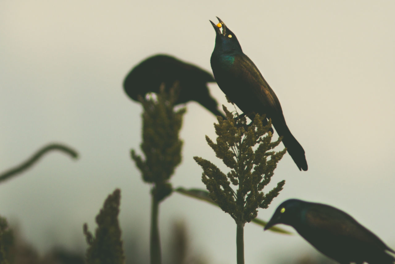Side view of birds perching on plants against sky during sunset