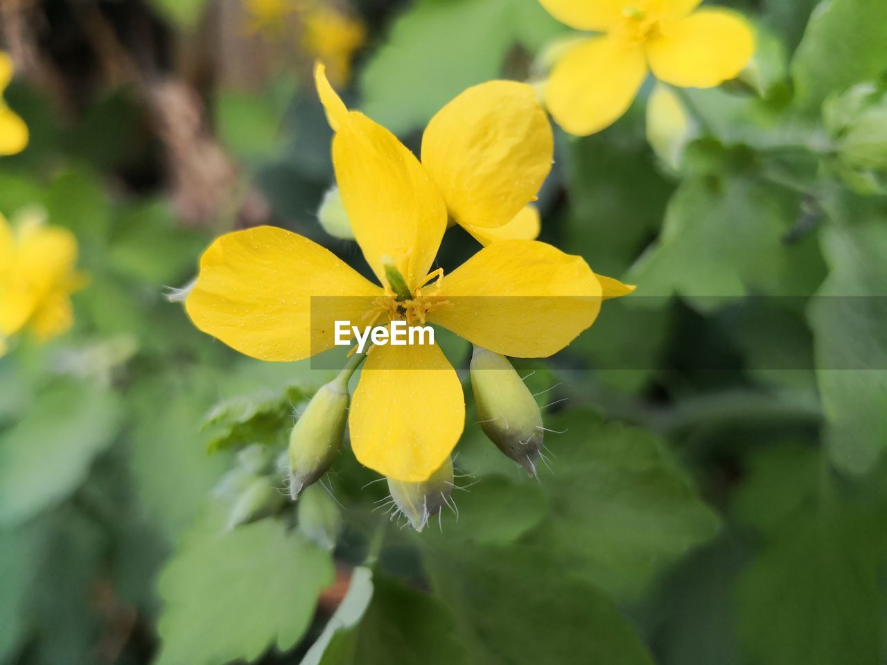 Close-up of yellow flowering plant