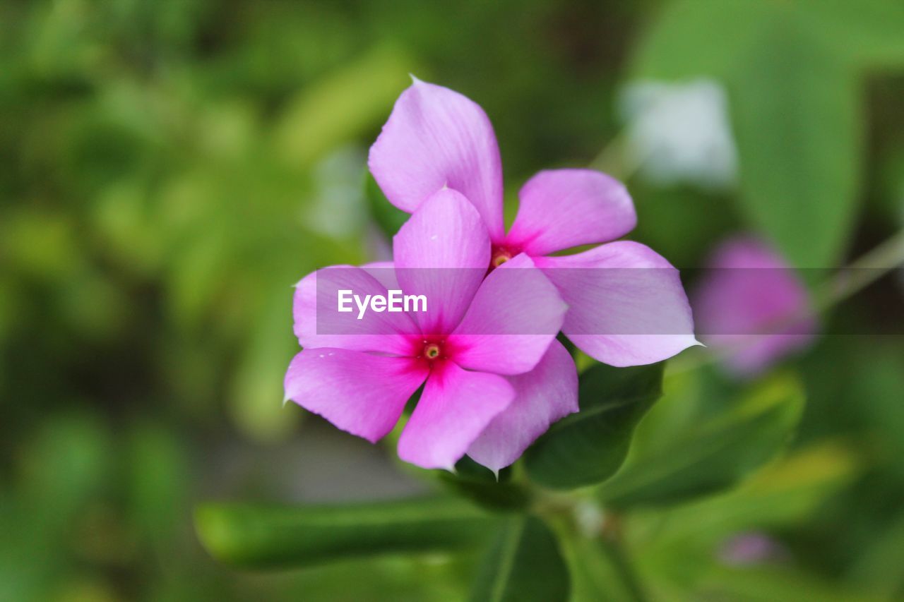 CLOSE-UP OF PINK FLOWERS BLOOMING