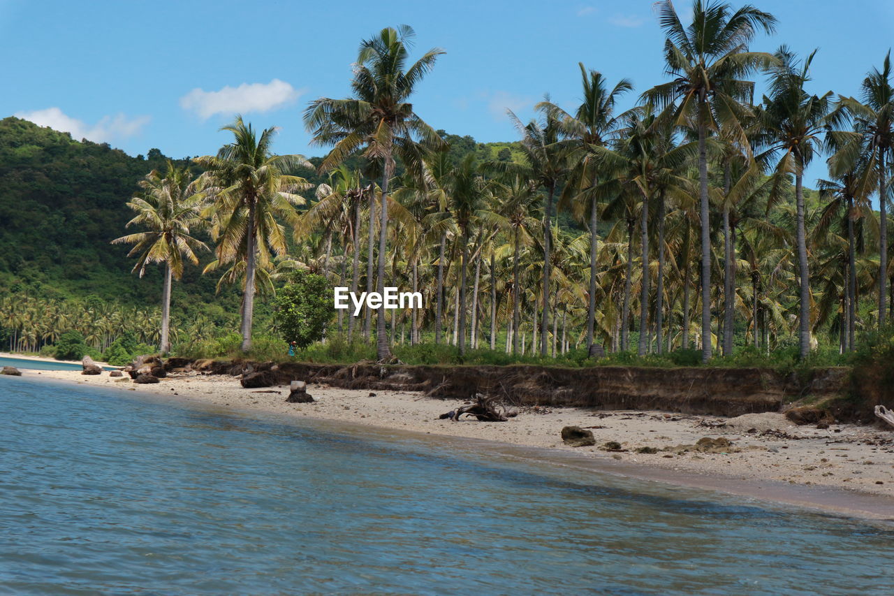 SCENIC VIEW OF PALM TREES BY SEA AGAINST SKY