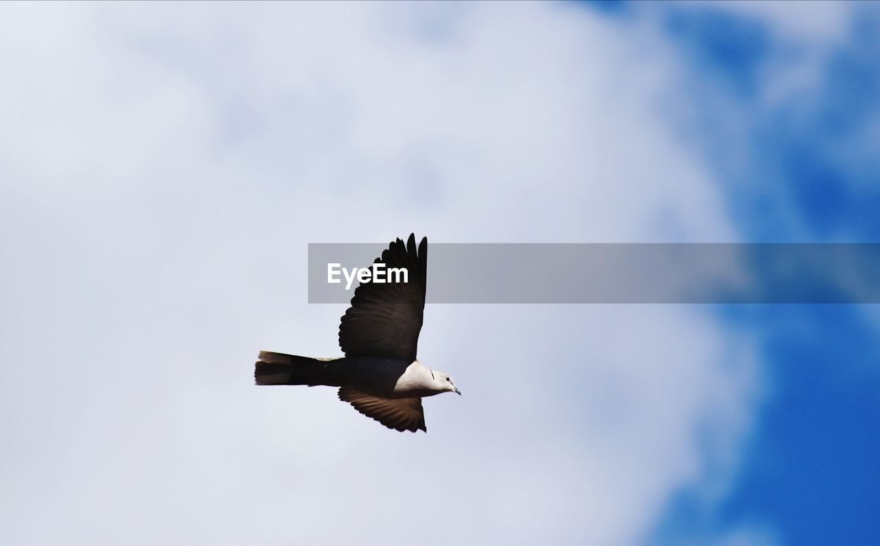 Low angle view of dove flying in sky