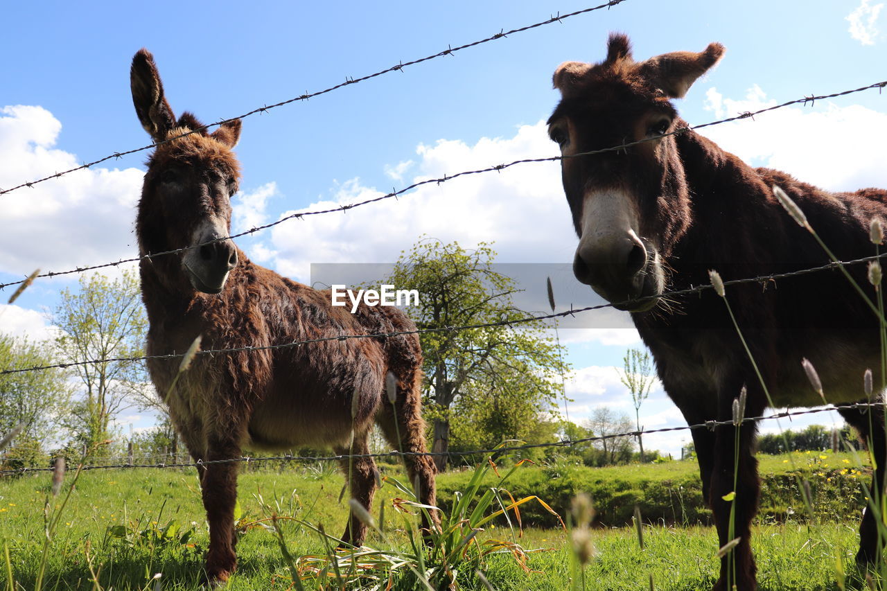 HORSES ON FIELD