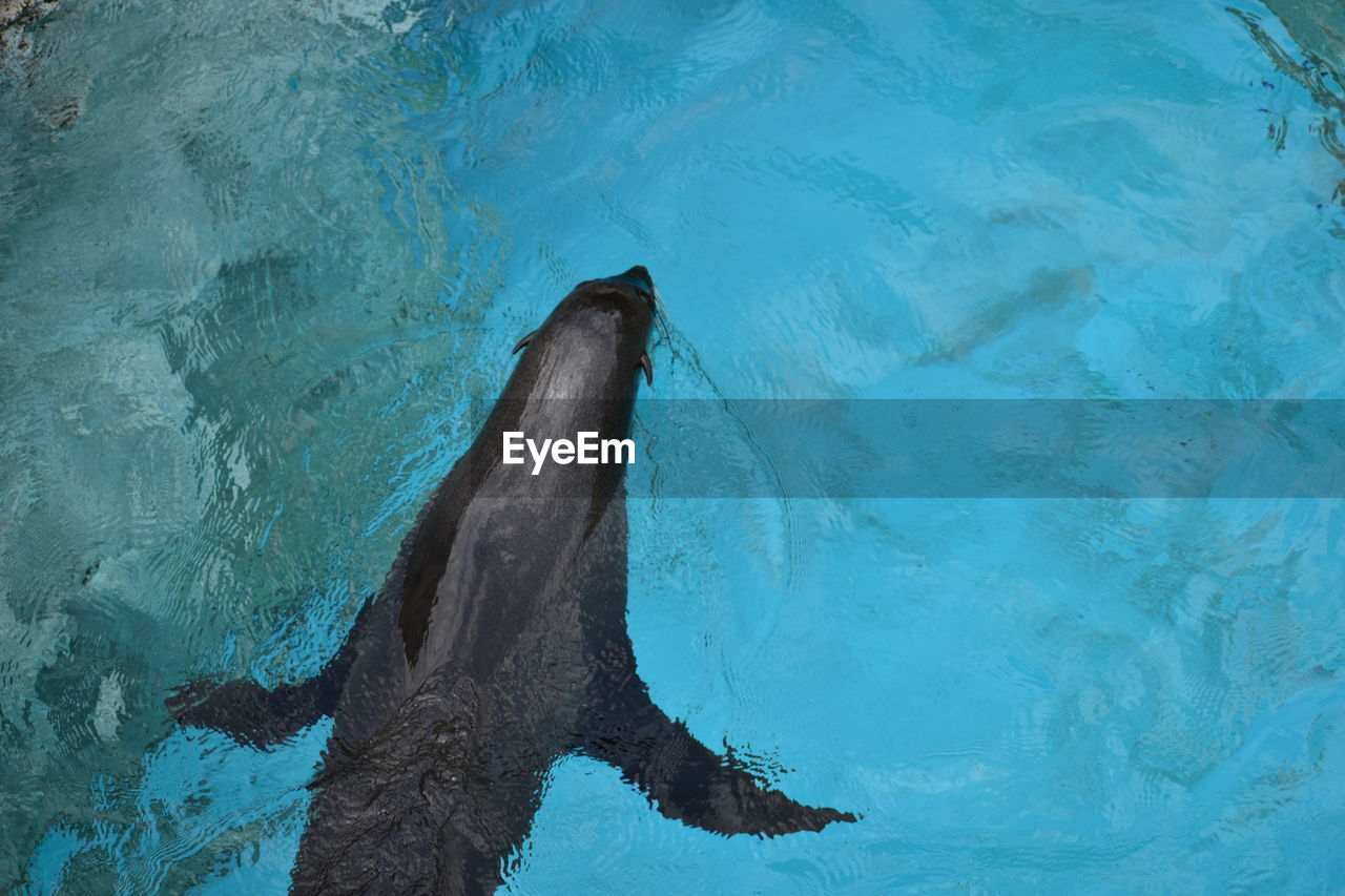 High angle view of a south african fur seal in swimming pool