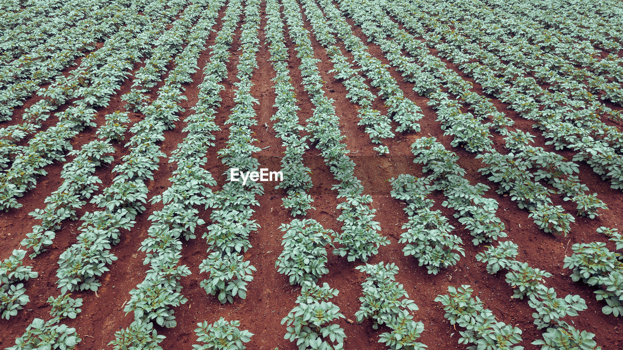 Potatoes field. aerial shot