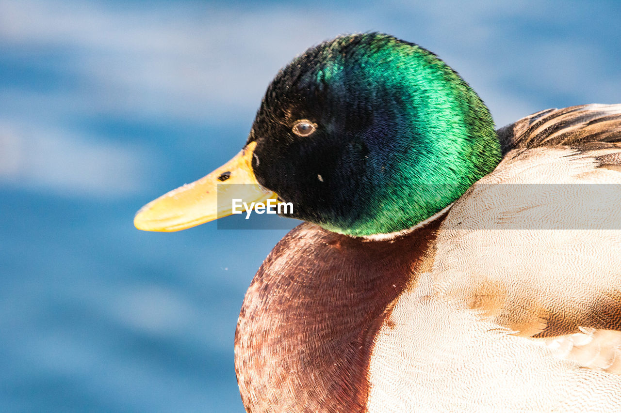 CLOSE-UP OF A BIRD