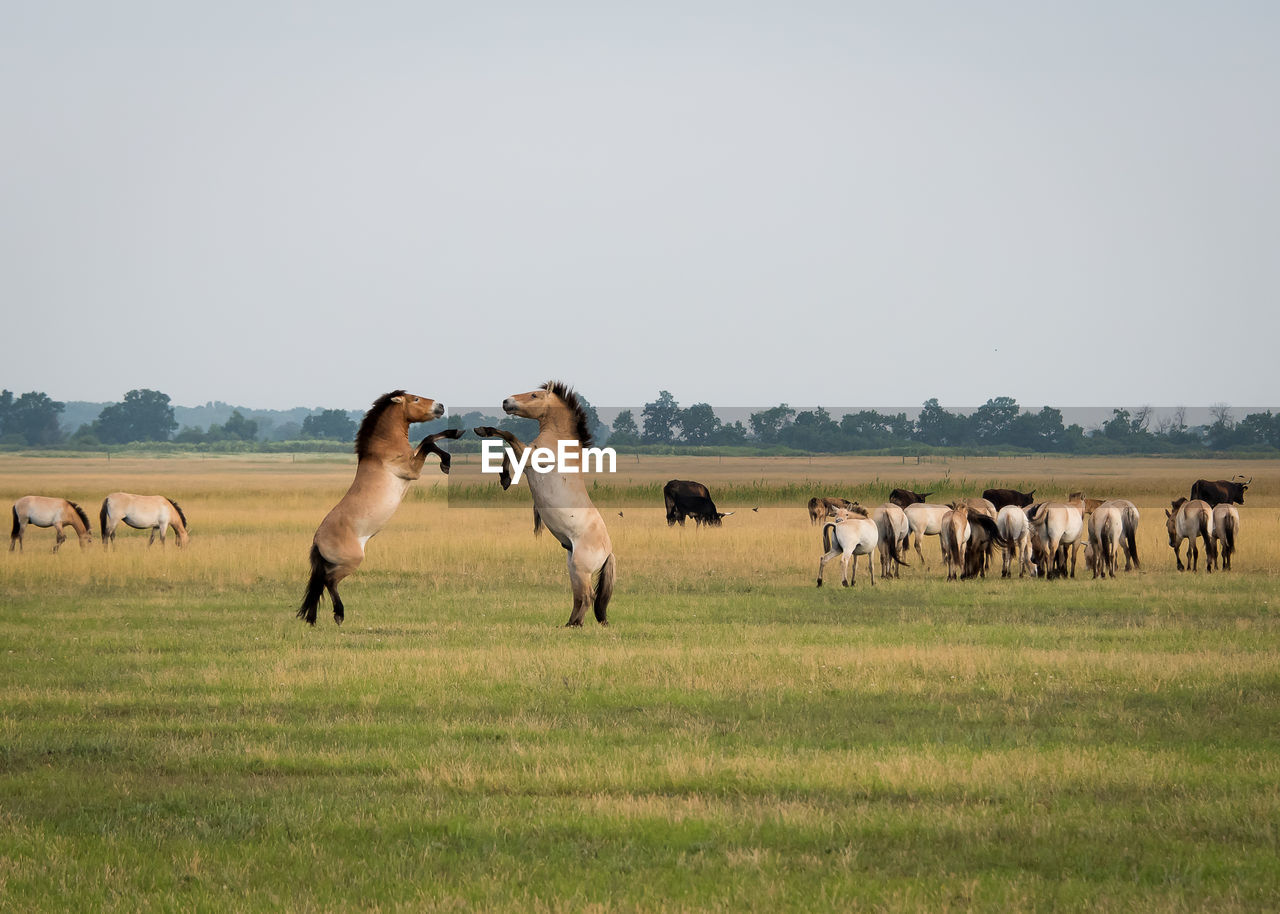 Horses grazing on landscape against clear sky