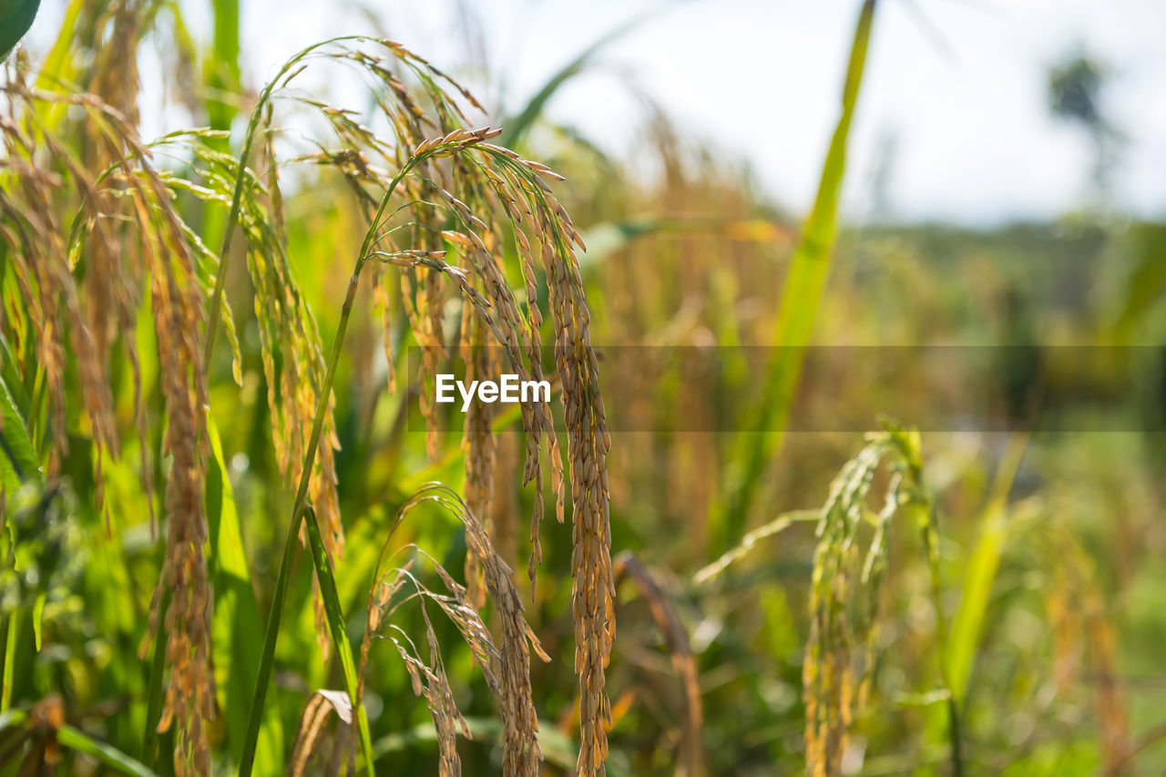 close-up of crops growing on field