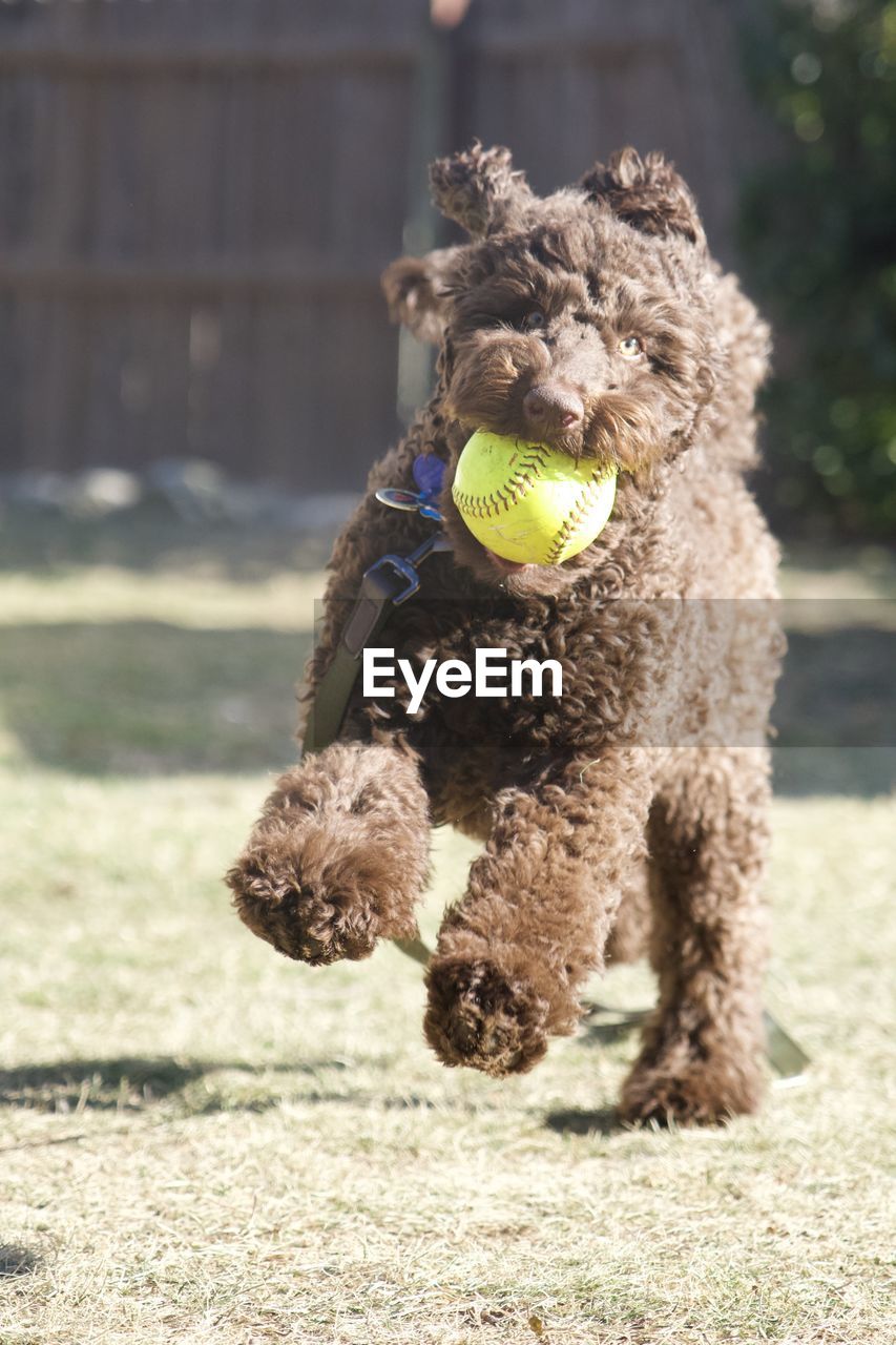 Dog running with a softball 