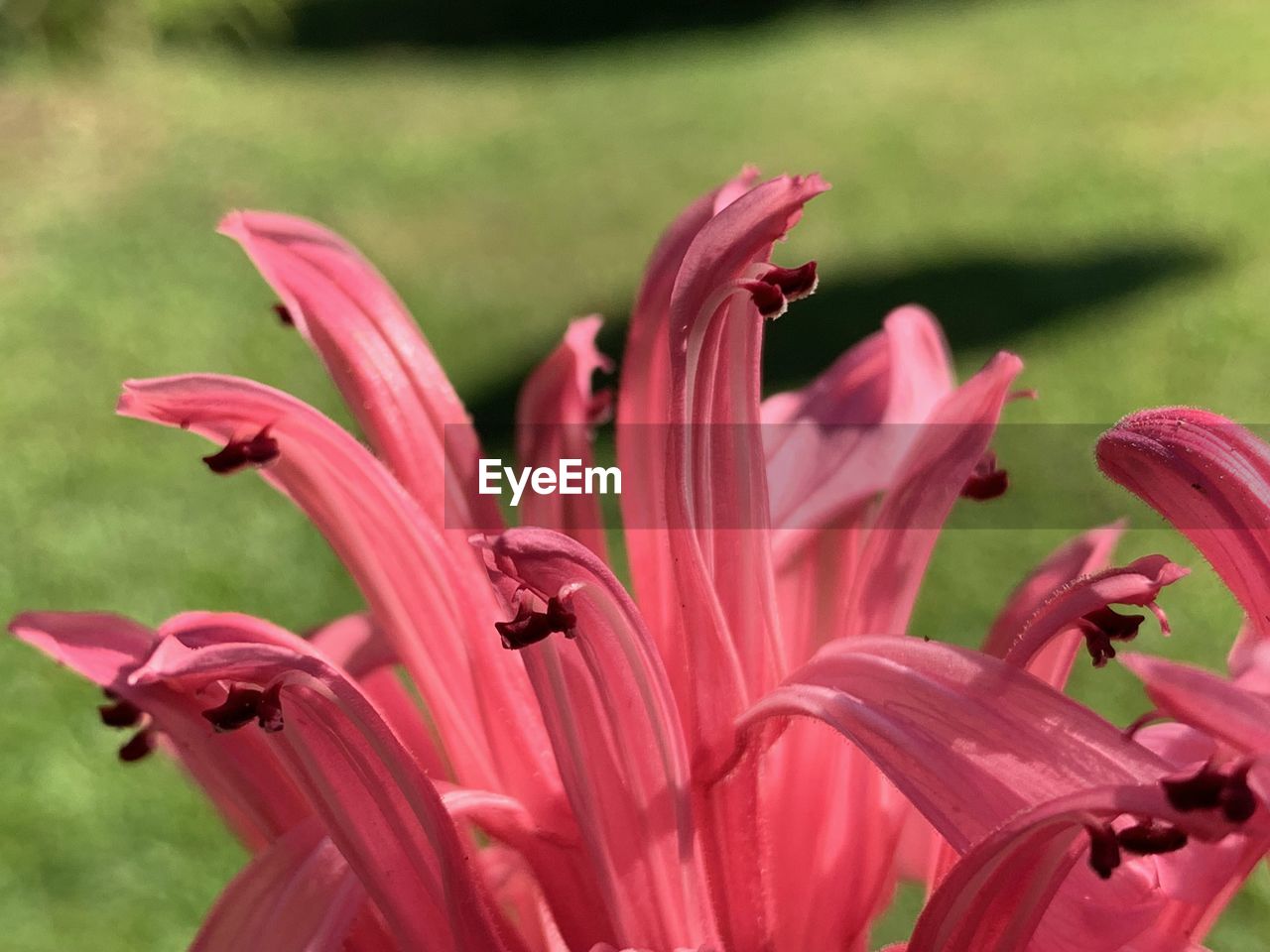 CLOSE-UP OF PINK LILY FLOWERS IN BLOOM