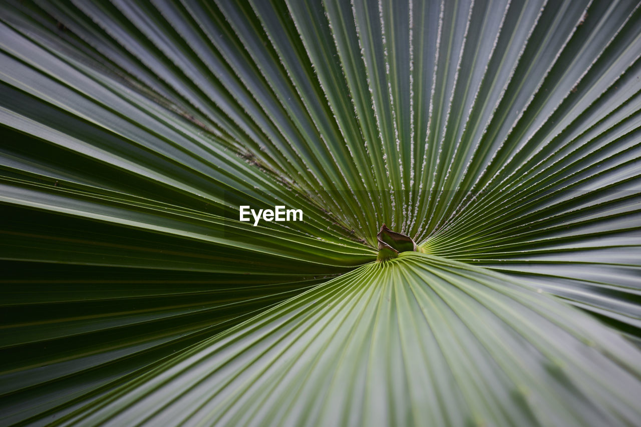 FULL FRAME SHOT OF PALM TREE LEAVES