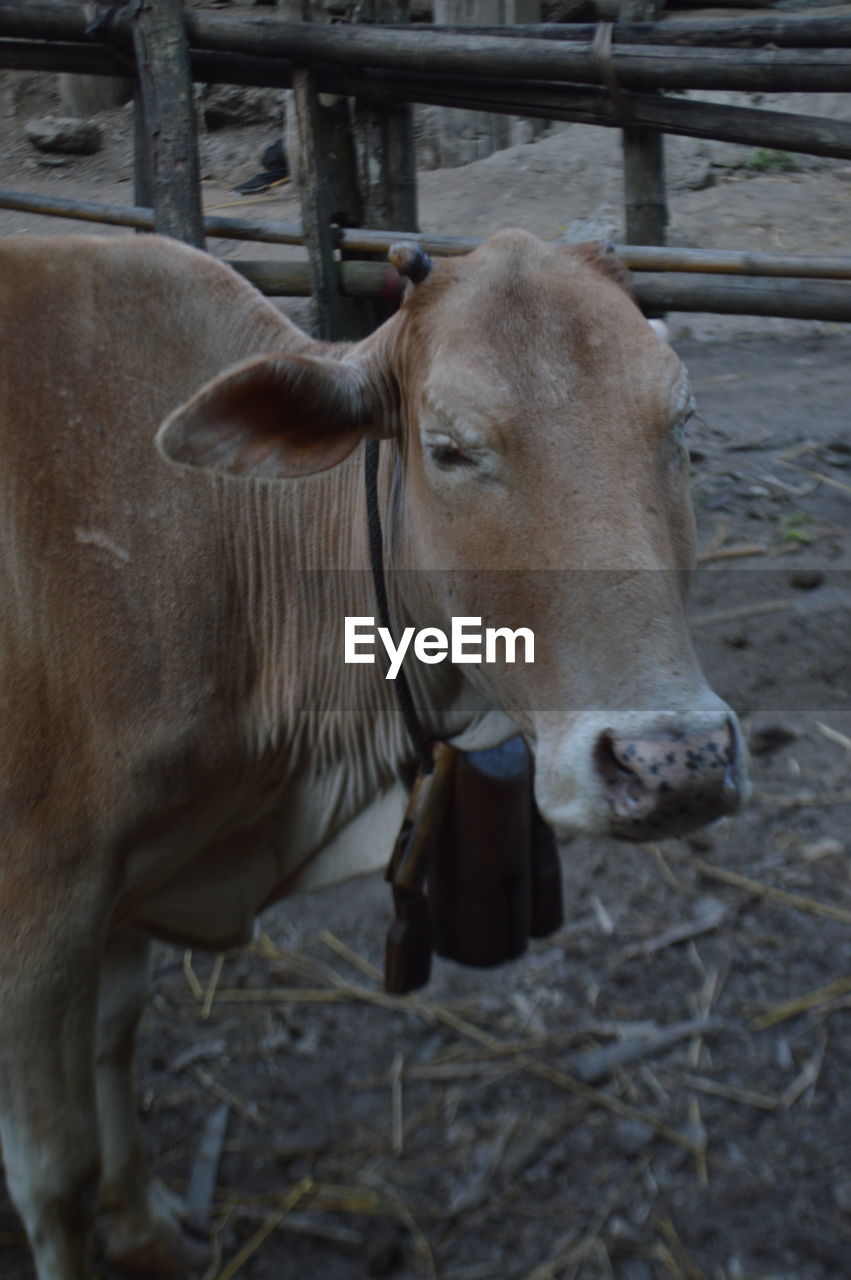 CLOSE-UP PORTRAIT OF A COW