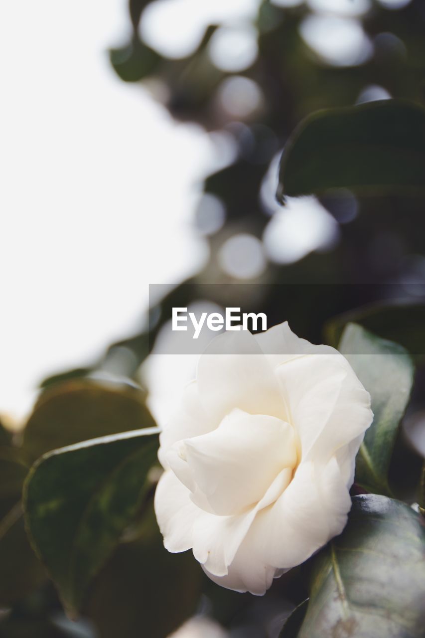 CLOSE-UP OF WHITE ROSE BLOOMING OUTDOORS