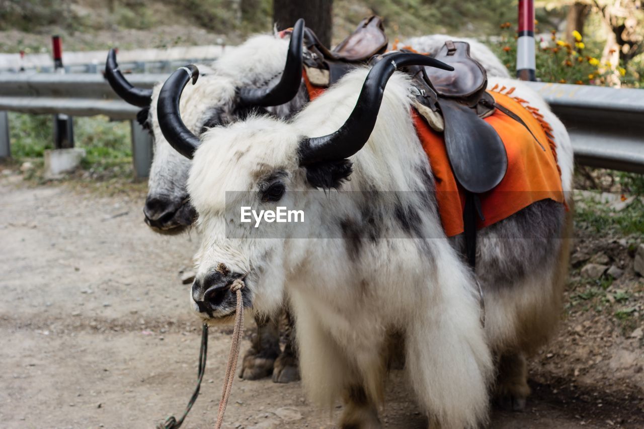 Yaks on field