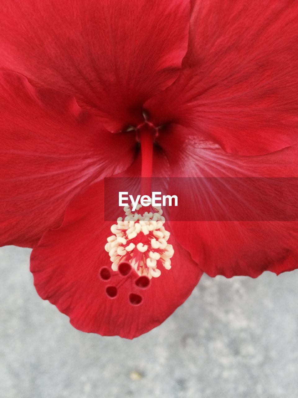 CLOSE-UP OF RED FLOWER BLOOMING