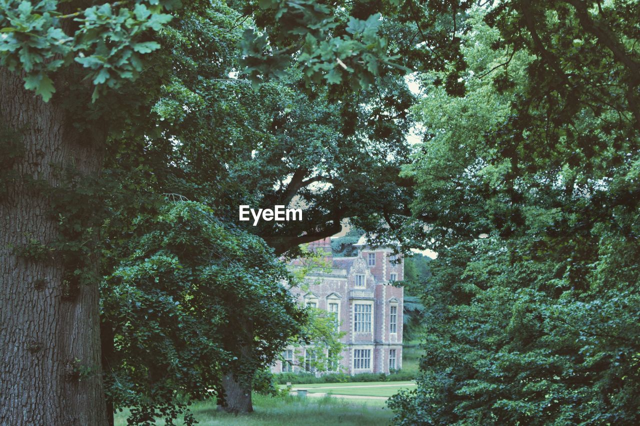 LOW ANGLE VIEW OF TREES AND BUILDING