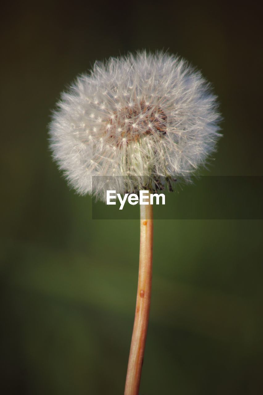 Close-up of fresh dandelion