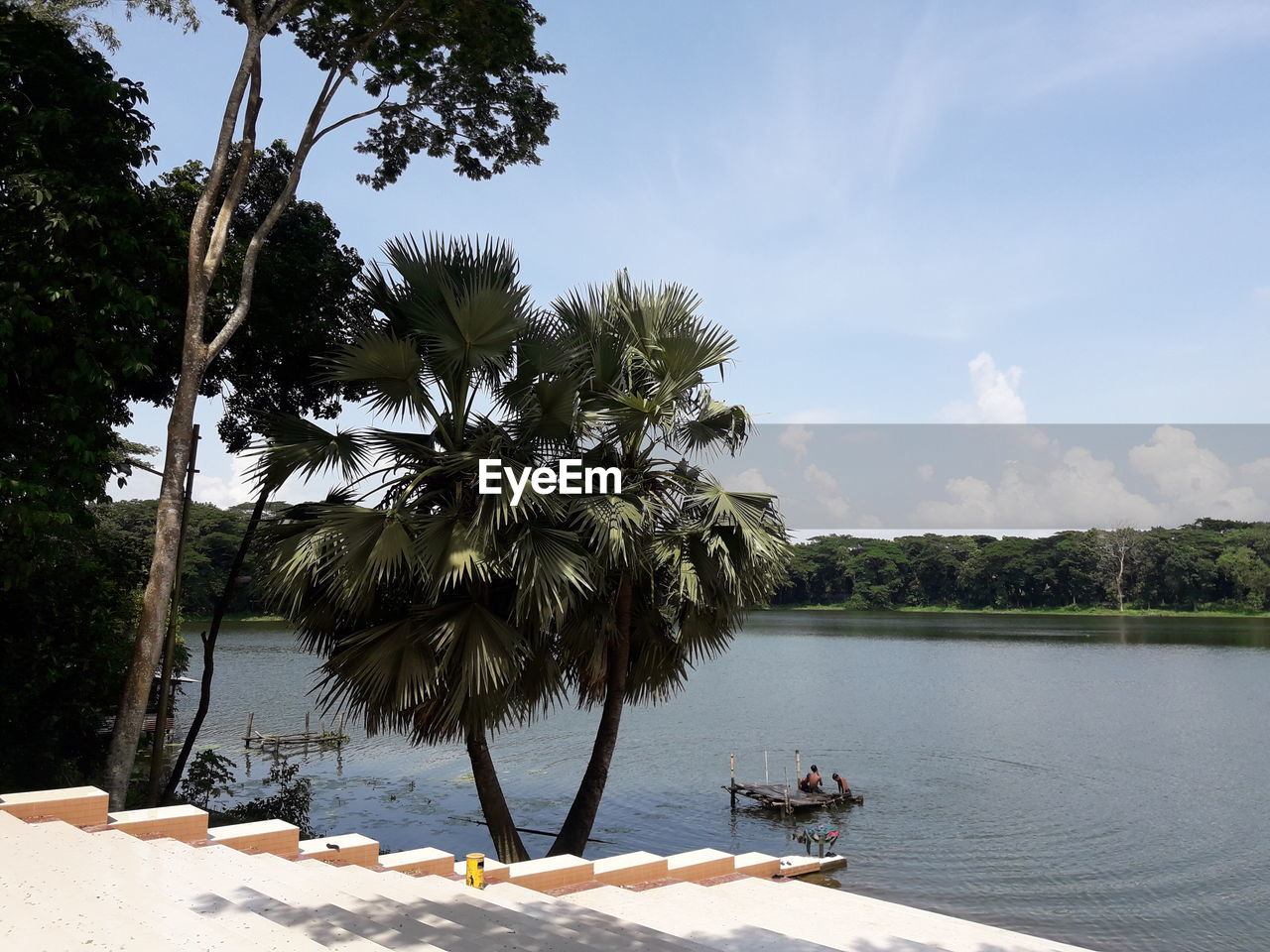 Scenic view of palm trees by pond against sky