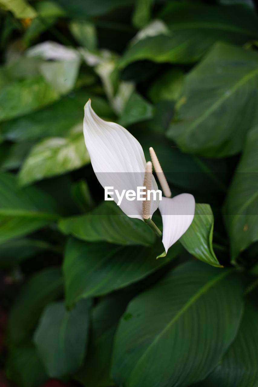 CLOSE-UP OF WHITE FLOWER