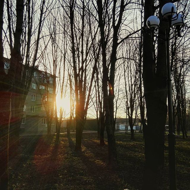 SUN SHINING THROUGH TREES