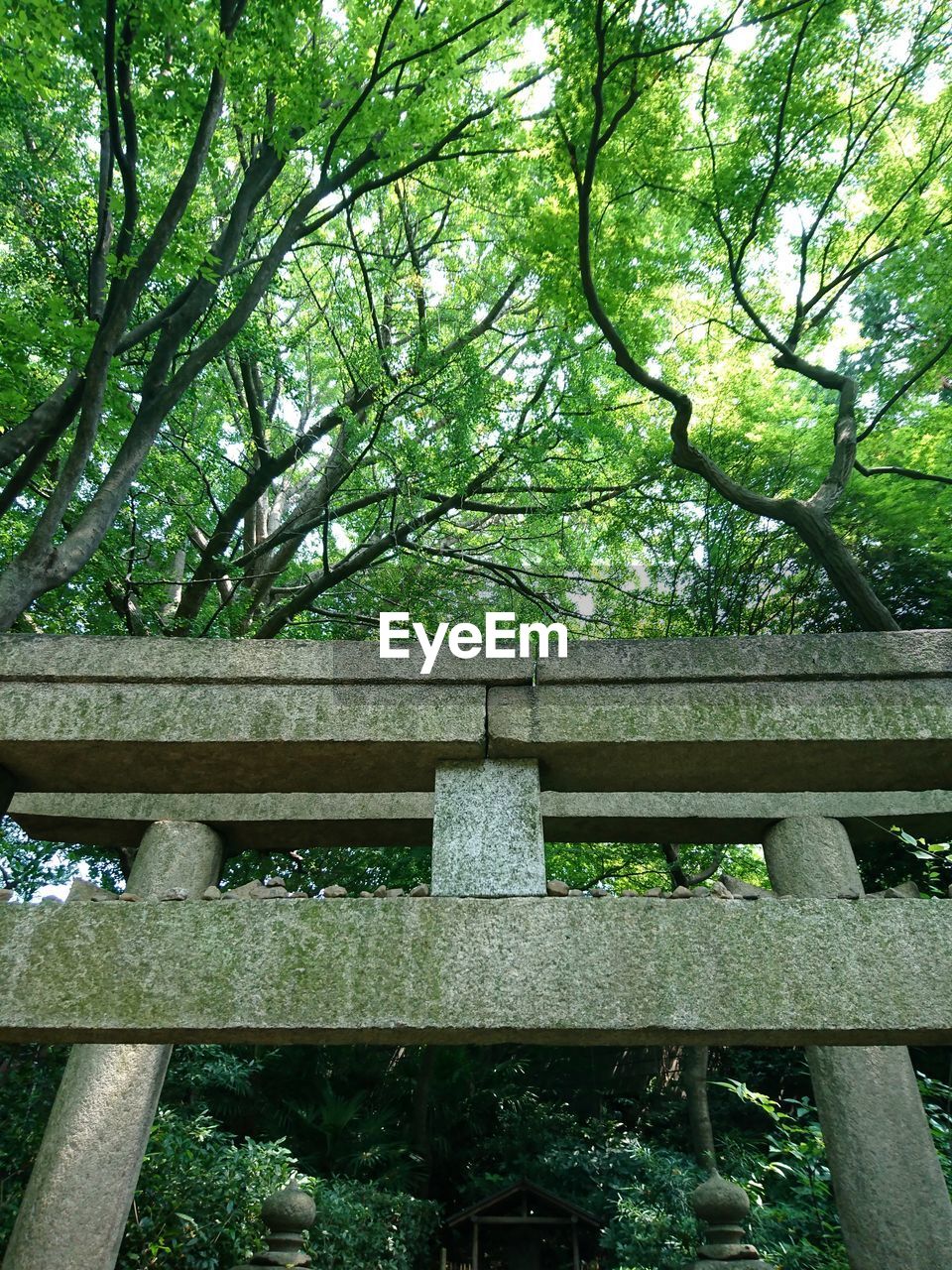 BENCH IN PARK BY TREES IN FOREST