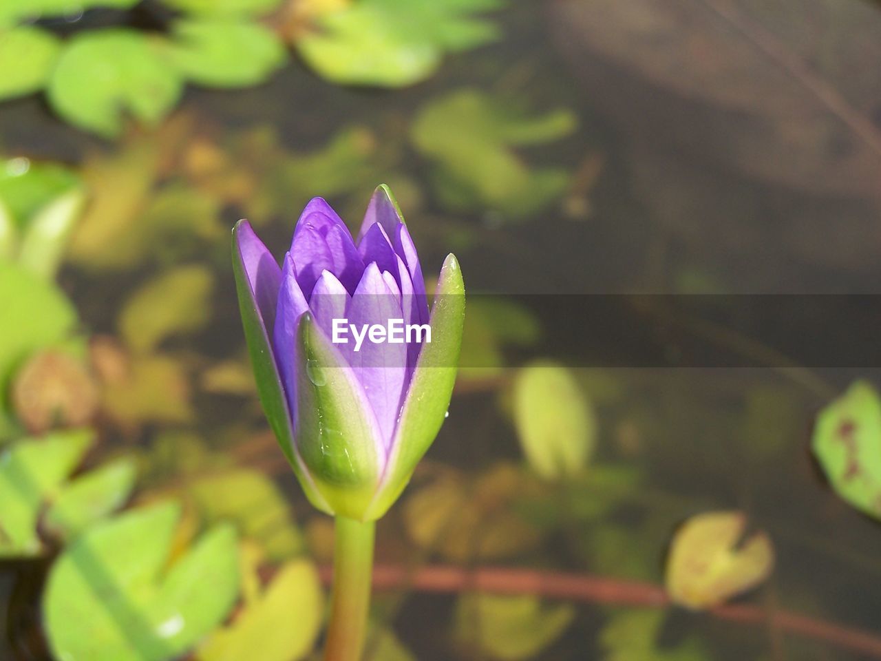 CLOSE-UP OF PURPLE CROCUS WATER LILY IN GARDEN