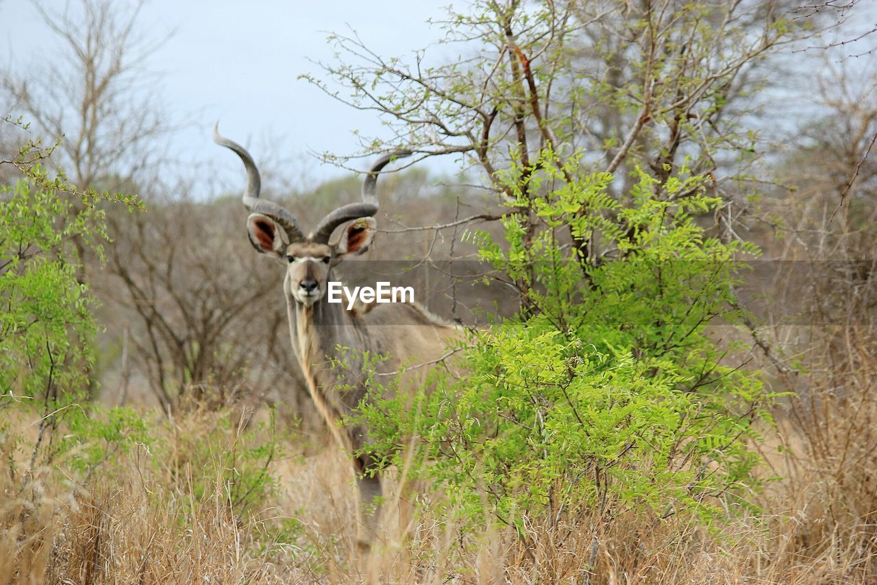 SHEEP IN TREE