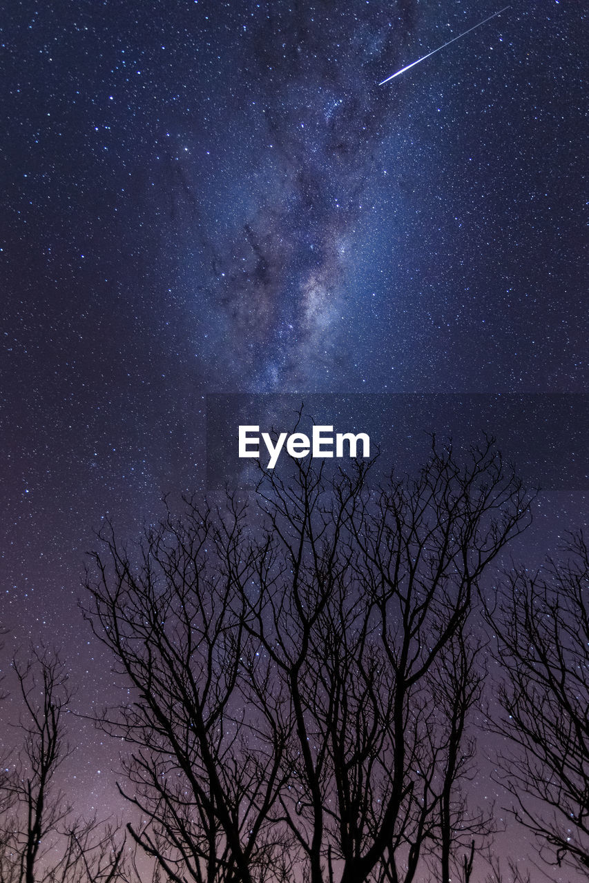 LOW ANGLE VIEW OF BARE TREE AGAINST STAR FIELD